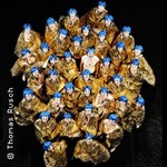 DamenLikörChor - Weiter geht's