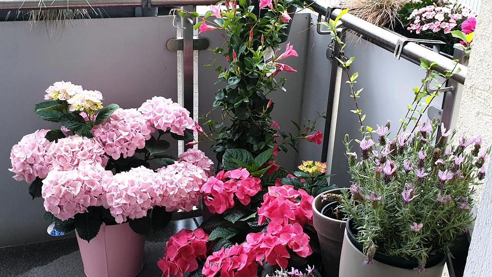 Hochparterre Essen Stadtbezirk VI - 2 Zimmer, 68 m&sup2;, 590&euro; | Angebot:25269438