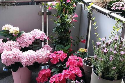 Wohnung Essen Stadtbezirk VI - 2 Zimmer, 68 m&sup2;, 590&euro; | Angebot:25269438