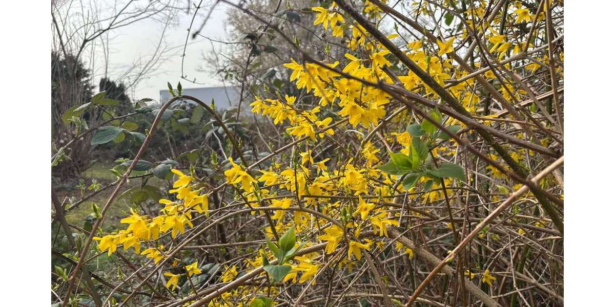 Grundstück Castrop-Rauxel Rauxel - 224.000&euro; | Angebot:26183435