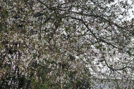 Grundstück Castrop-Rauxel Behringhausen - 224.000&euro; | Angebot:26156345