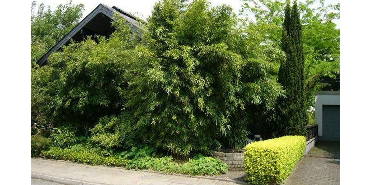 Etagenwohnung Essen Frillendorf - 2 Zimmer, 63 m&sup2;, 620&euro; | Angebot:25289062