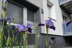 Dachgeschoßwohnung Gelsenkirchen Gelsenkirchen-Mitte - 2.5 Zimmer, 45 m&sup2;, 500&euro; | Angebot:25931885