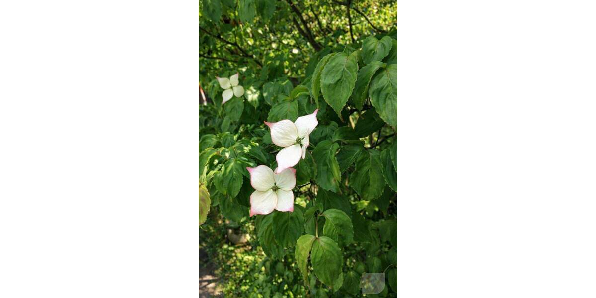 Etagenwohnung Essen Altenessen-Nord - 4 Zimmer, 154 m&sup2;, 399.000&euro; | Angebot:24656814