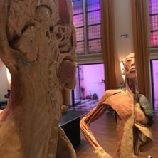 Körper Sonderausstellung 02.10.2026 Saalbau Letmathe