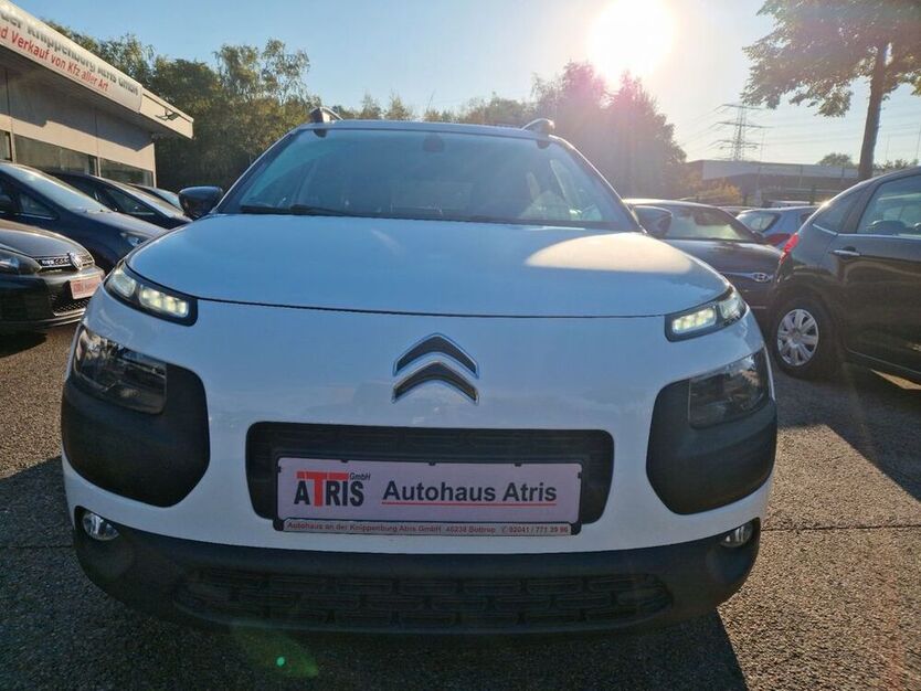 C4 Cactus