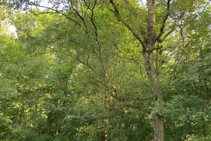 Wohnen im Grünen in der Eichkampsieldlung! 2 zimmer