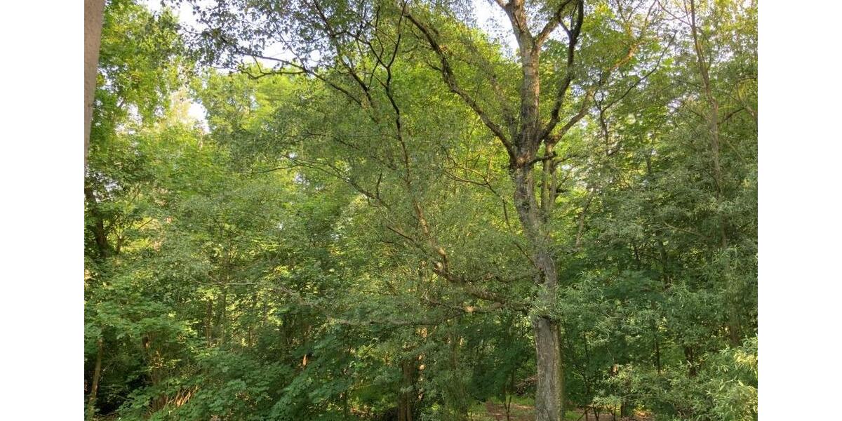 Wohnen im Grünen in der Eichkampsieldlung! 2 zimmer